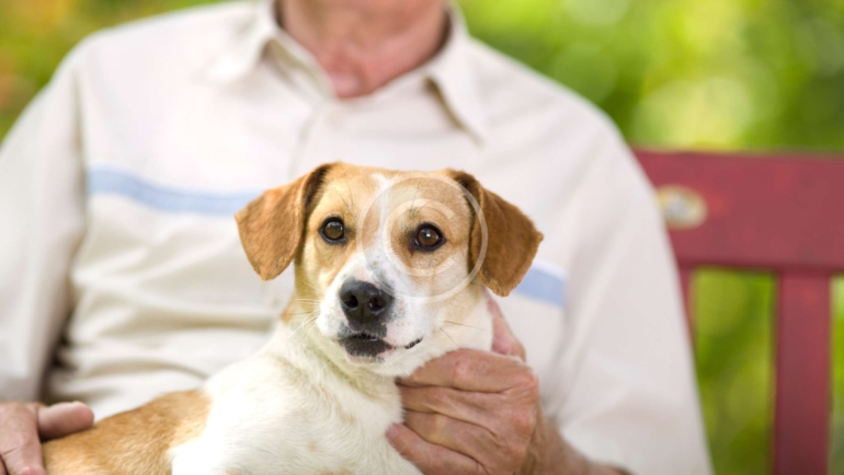 Seniors and pets – a great relationship